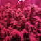 LSD Seeds - Cannabis Strain Seeds for Sale