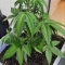 Tangie'matic Seeds