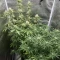 Gorilla Cookies Seeds