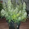 Gorilla Cookies Seeds