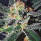 Amnesi-K Lemon Feminized Cannabis Seeds for Sale