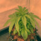 Semi femminizzati Super Skunk in vendita da Spliff Seeds