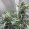 Original Auto Sour Diesel fem: sementes para venda, informações de cepas e avaliações de clientes