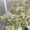 Original Auto Russian Seeds - Cannabis Strain Seeds for Sale