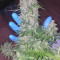 Sementes feminizadas de Watermelon Z Auto 🍉 à venda