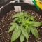 Semi femminizzati di Lemon Cherry Cookies Auto in vendita