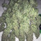 LSD Seeds - Cannabis Strain Seeds for Sale