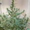 Orange Sherbet Seeds - Cannabis Strain Seeds for Sale
