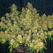 Vente de graines de cannabis Auto Glueberry O.G. (Dutch Passion)