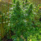 Vente de graines de cannabis Frisian Dew (Dutch Passion)