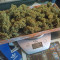 Acquista i semi femminizzati Original Trainwreck Auto di Fast Buds