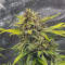 Original Cinderella Auto feminized seeds for sale: information and reviews