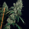 Tropicanna Banana | Strain Information | Seeds For Sale | Reviews