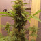 CBD Lemon Seeds from Herbies Seeds - Cannabis Strain Seeds for Sale