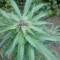 Achetez des graines féminisées Grandmommy Purple par Herbies Seeds