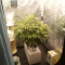 Mimosa x Orange Punch Seeds (Barneys Farm)
