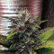 Vente de graines de cannabis Purple Lemonade Auto (Fast Buds)
