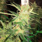 Sour Lemon OG feminized seeds (Emerald Triangle Seeds)