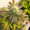 Sour Strawberry feminized seeds (Barney's Farm)