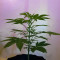 Alien Gorilla Seeds (Original Sensible Seeds)