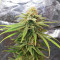 Amsterdam Amnesia Seeds (Dutch Passion)