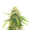 Amsterdam Amnesia Seeds (Dutch Passion)