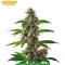 Autopilot Harvest Bundle #1