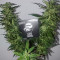 Cafe Racer (BlimBurn Seeds)
