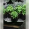 Fat Bastard Seeds (Blimburn Seeds)