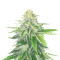 Gorilla Glue #4 (Herbies Seeds)