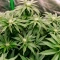Gorilla G4 Fast Seeds