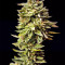 Graines de cannabis Guys Girl Scout Cookie Glue Auto (GGG1 Auto) (Dr. Krippling Seeds)