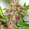 Graines de cannabis Malawi x PCK Regular (Ace Seeds)