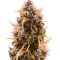 Mandarin Thuggee Auto Seeds (AlphaFem Seeds)
