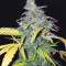 Sementes Feminizadas Orange Sherbet Auto (Fast Buds)
