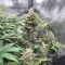 Pound Cake Auto Seeds
