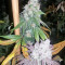 Pure Kush Seeds (Original Sensible Seeds)
