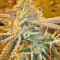 Pure Kush Seeds (Original Sensible Seeds)