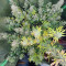 Purple Juice Auto Feminized Seeds (Herbies Seeds)