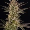 RS11 x Banana OG Seeds (Barney's Farm)