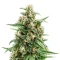 Solomatic Auto CBD feminized seeds