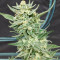 Strawberry Banana Auto Seeds