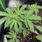 Semi femminizzati Tangie