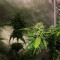 Triple Cheese Seeds - Cannabis Strain Seeds for Sale