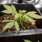 BlackBerry Autoflower (Herbies Seeds)