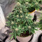 Bubblegum Autoflower (Herbies Seeds)