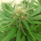 Tatanka Pure CBD feminized seeds (Royal Queen Seeds)