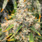 Sour Diesel (Herbies Seeds)