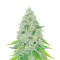 The Church feminized seeds