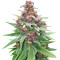 Graines de cannabis 501st OG Regular (Rare Dankness Seeds)